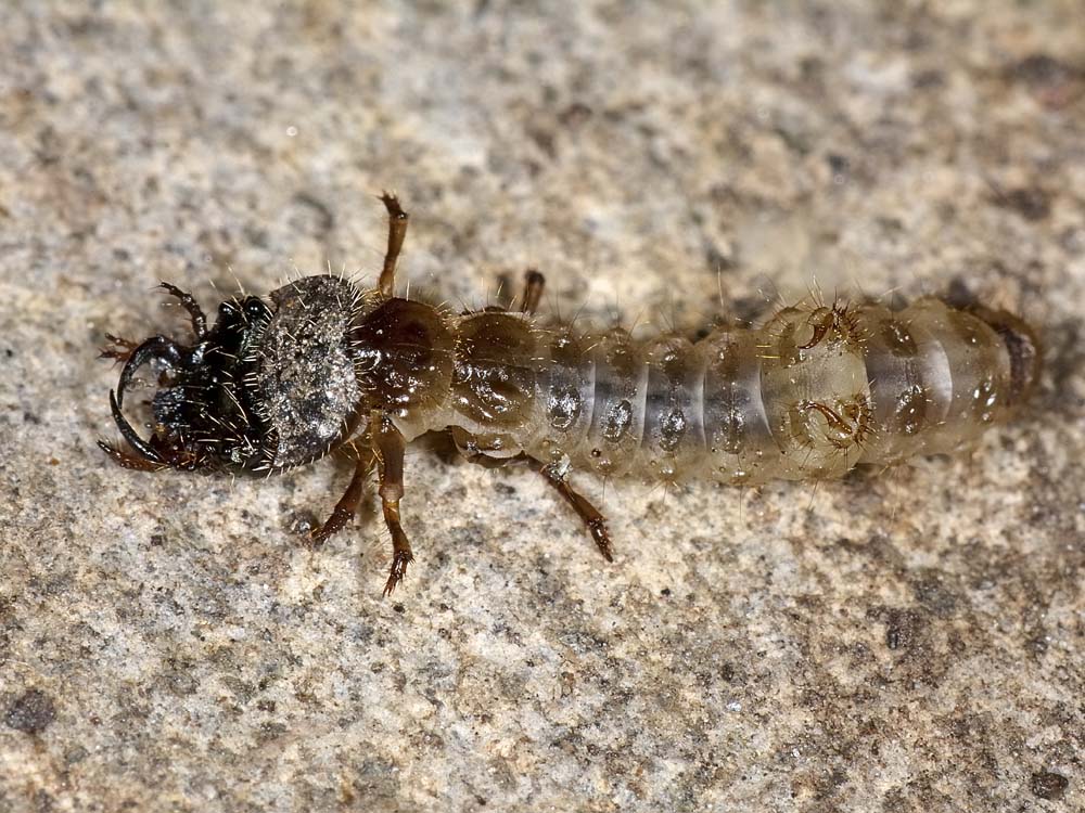 Larva con maschera: probabile Cicindela campestris